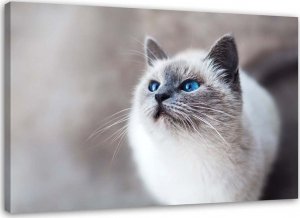 Feeby Obraz na płótnie, Kot syberyjski - 90x60 1