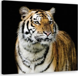 Feeby Obraz na płótnie, Majestatyczny tygrys - 60x60 1