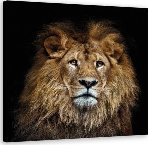 Feeby Obraz na płótnie, Majestatyczny lew - 60x60 1