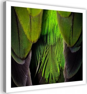 Feeby Obraz na płótnie, Pióra Ptaki Zielony Natura - 60x60 1