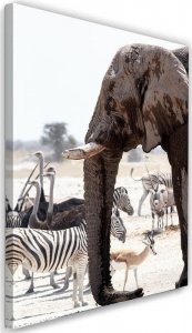 Feeby Obraz na płótnie, Zwierzęta na sawannie - słoń zebry strusie antylopy - 70x100 1