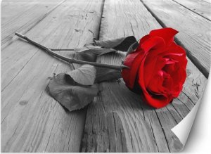Feeby Fototapeta, Czerwona róża na pomoście - 300x210 1