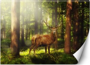 Feeby Fototapeta, Jeleń w lesie - 100x70 1