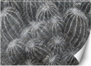 Feeby Fototapeta, Kaktusy w szarości - 250x175 1