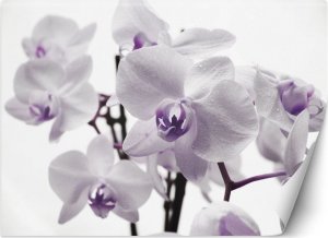 Feeby Fototapeta, Kwitnąca orchidea - 100x70 1