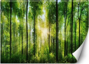 Feeby Fototapeta, Promienie słońca w zielonym lesie - 100x70 1