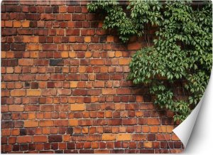Feeby Fototapeta, Mur z cegły rośliny - 250x175 1
