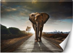 Feeby Fototapeta, Wędrujący słoń - 250x175 1