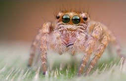 Obiektyw Venus Optics Obiektyw Venus Optics Laowa 25 mm f/2,8 Ultra Macro do Canon RF 17