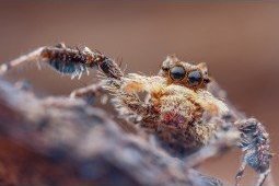 Obiektyw Venus Optics Obiektyw Venus Optics Laowa 25 mm f/2,8 Ultra Macro do Canon RF 4