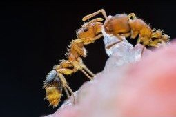 Obiektyw Venus Optics Obiektyw Venus Optics Laowa 25 mm f/2,8 Ultra Macro do Canon RF 5