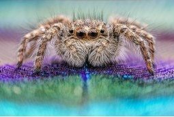 Obiektyw Venus Optics Obiektyw Venus Optics Laowa 25 mm f/2,8 Ultra Macro do Canon RF 6