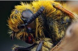 Obiektyw Venus Optics Obiektyw Venus Optics Laowa 25 mm f/2,8 Ultra Macro do Canon RF 7