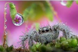 Obiektyw Venus Optics Obiektyw Venus Optics Laowa 25 mm f/2,8 Ultra Macro do Canon RF 8