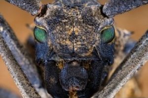 Obiektyw Venus Optics Obiektyw Venus Optics Laowa 65 mm f/2,8 2x Ultra Macro APO do Canon RF 11