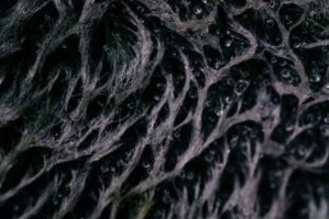 Obiektyw Venus Optics Obiektyw Venus Optics Laowa 65 mm f/2,8 2x Ultra Macro APO do Canon RF 13