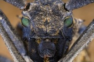 Obiektyw Venus Optics Obiektyw Venus Optics Laowa 65 mm f/2,8 2x Ultra Macro APO do Canon RF 8