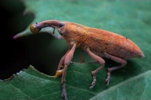 Obiektyw Venus Optics Obiektyw Venus Optics Laowa 90 mm f/2.8 Ultra Macro APO do Canon RF 11