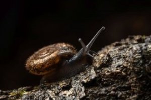 Obiektyw Venus Optics Obiektyw Venus Optics Laowa 90 mm f/2.8 Ultra Macro APO do Canon RF 12