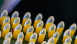 Obiektyw Venus Optics Obiektyw Venus Optics Laowa 90 mm f/2.8 Ultra Macro APO do Canon RF 13