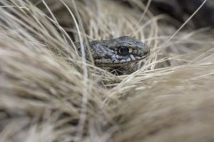 Obiektyw Venus Optics Obiektyw Venus Optics Laowa 90 mm f/2.8 Ultra Macro APO do Canon RF 15