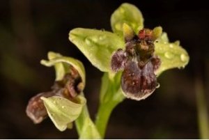 Obiektyw Venus Optics Obiektyw Venus Optics Laowa 90 mm f/2.8 Ultra Macro APO do Canon RF 18