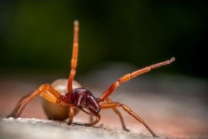 Obiektyw Venus Optics Obiektyw Venus Optics Laowa 90 mm f/2.8 Ultra Macro APO do Canon RF 20