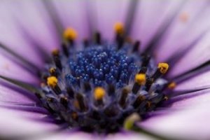 Obiektyw Venus Optics Obiektyw Venus Optics Laowa 90 mm f/2.8 Ultra Macro APO do Canon RF 2