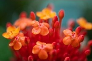 Obiektyw Venus Optics Obiektyw Venus Optics Laowa 90 mm f/2.8 Ultra Macro APO do Canon RF 21