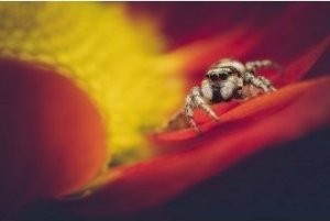 Obiektyw Venus Optics Obiektyw Venus Optics Laowa 90 mm f/2.8 Ultra Macro APO do Canon RF 25