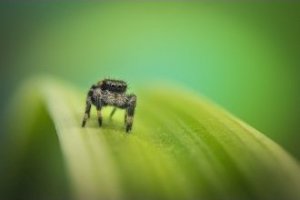 Obiektyw Venus Optics Obiektyw Venus Optics Laowa 90 mm f/2.8 Ultra Macro APO do Canon RF 26