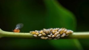 Obiektyw Venus Optics Obiektyw Venus Optics Laowa 90 mm f/2.8 Ultra Macro APO do Canon RF 27