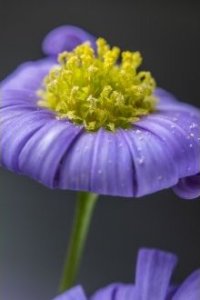 Obiektyw Venus Optics Obiektyw Venus Optics Laowa 90 mm f/2.8 Ultra Macro APO do Canon RF 3