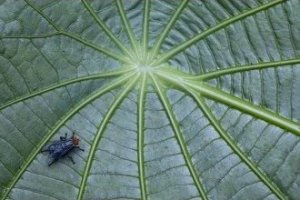 Obiektyw Venus Optics Obiektyw Venus Optics Laowa 90 mm f/2.8 Ultra Macro APO do Canon RF 32