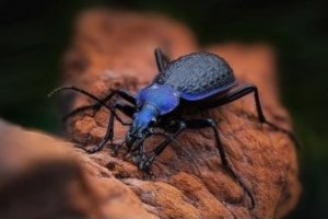 Obiektyw Venus Optics Obiektyw Venus Optics Laowa 90 mm f/2.8 Ultra Macro APO do Canon RF 4