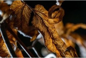 Obiektyw Venus Optics Obiektyw Venus Optics Laowa 90 mm f/2.8 Ultra Macro APO do Canon RF 6