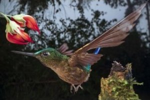 Obiektyw Venus Optics Obiektyw Venus Optics Laowa 90 mm f/2.8 Ultra Macro APO do Canon RF 7