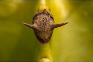 Obiektyw Venus Optics Obiektyw Venus Optics Laowa 90 mm f/2.8 Ultra Macro APO do Canon RF 8