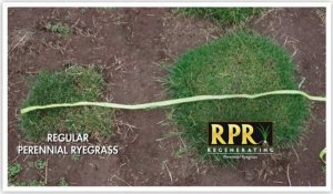 Kadax Trawa Rpr Play&Sport 5kg 9