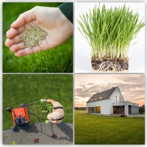 Kadax Trawa Sportowa Nasiona Samozagęszczająca 3kg 3