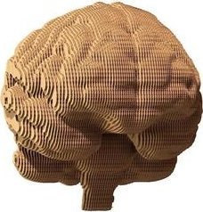 Cartonic Puzzle 3D kartonowe - Mózg 1