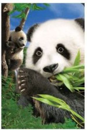 Worth-Keeping Minikartka 3D Panda 1