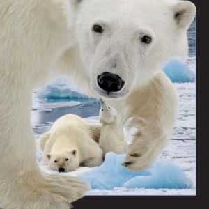 Worth-Keeping Pocztówka 3D Niedźwiedź polarny z młodym - Worth Keeping 1