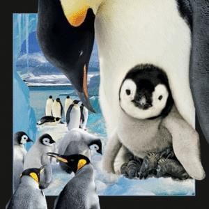Worth-Keeping Magnes na lodĂłwkÄ™ 3D Pingwin 1