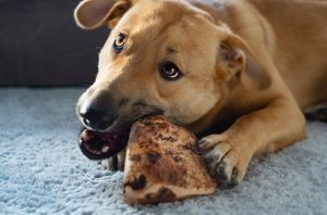 4DOGS Korzeń wrzośca dla psa - gryzak L 4