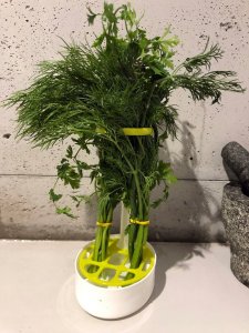 Rossner Pojemnik na przechowywanie pietruszki koperku ziół 3