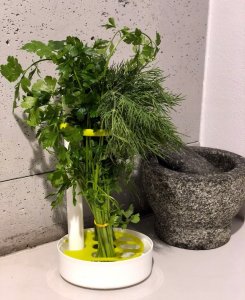 Rossner Pojemnik na przechowywanie pietruszki koperku ziół 4