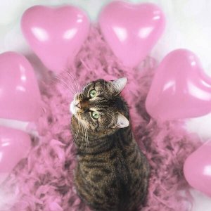 Springos Balony serca na walantynki, urodziny 50 szt. różowe serduszka UNIWERSALNY 9