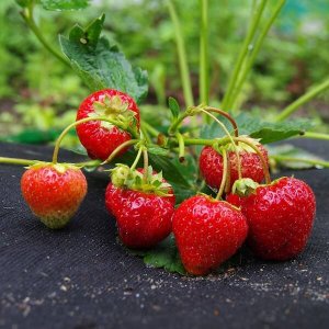 Springos Agrowłóknina antychwastowa agrotkanina 50g czarna mata 1,6x5 m UNIWERSALNY 15