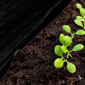 Springos Agrowłóknina antychwastowa agrotkanina 50g czarna mata 1,6x5 m UNIWERSALNY 16